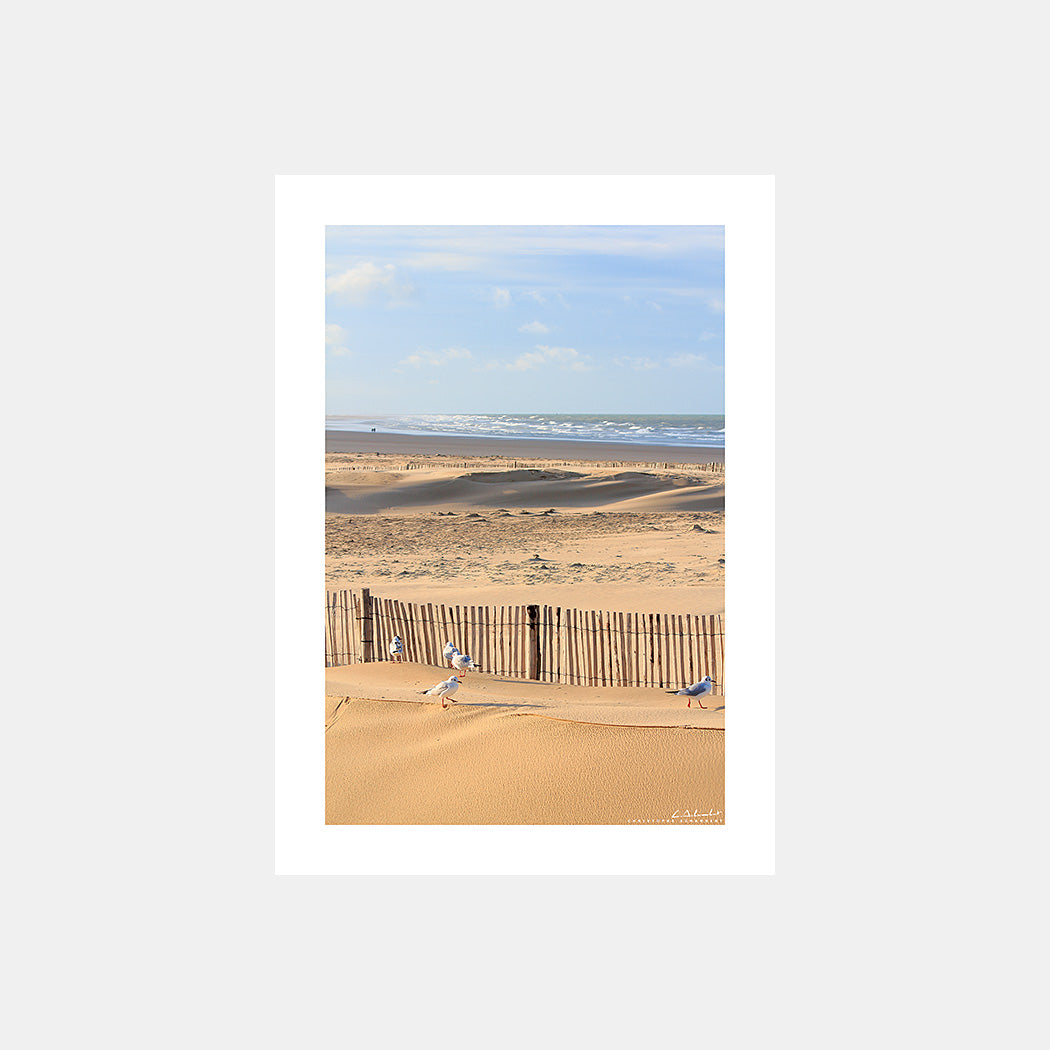 Poster photo 2035 Ganivelles et mouettes sur la plage de Calais