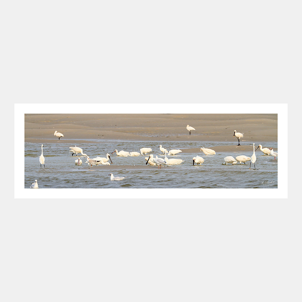 Photographie panoramique de spatules et d'aigrettes sur les bancs de sable à marée basse en baie de Somme, Côte Picarde, Somme, Hauts-de-France, France.