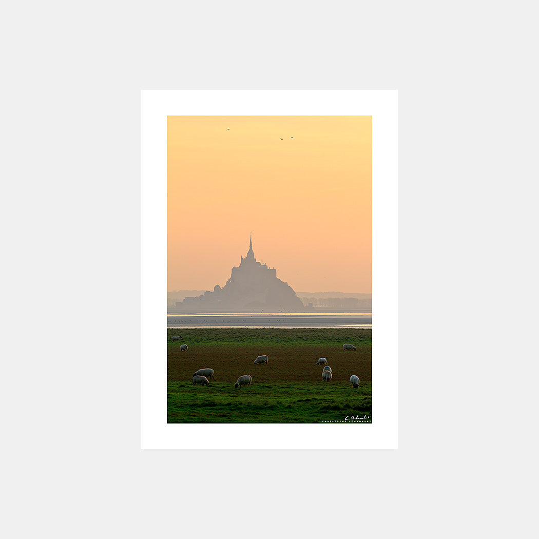 Photographie des moutons dans les prés salés de la baie du Mont-Saint-Michel à marée basse avec la silhouette du Mont au soleil couchant, Cotentin, Manche, Normandie, France.